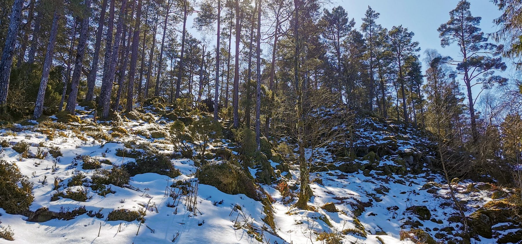 Selsåsåsen
