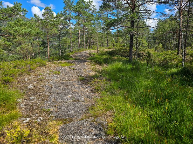 Mange og lange partier over lettgått berggrunn.