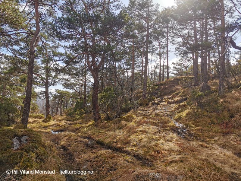 Her er det slutt på skogsveien. Opp til høyre og videre skrått oppover lia.