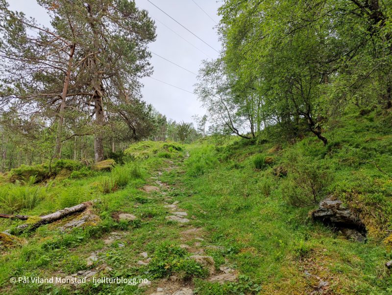 Fint å gå oppover Steingjelsdalen.