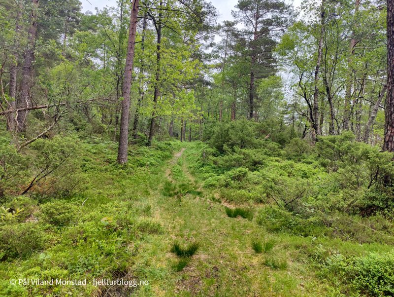 Fin skog å gå i.