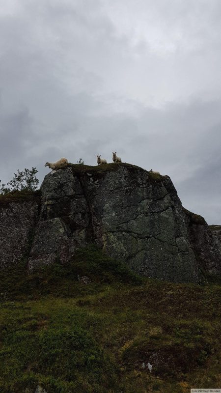 Sauer som passer på.