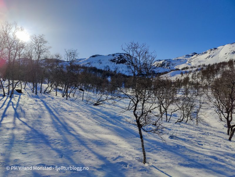 Hardt føre. Først opp gjennom fjellbjørkeskogen.