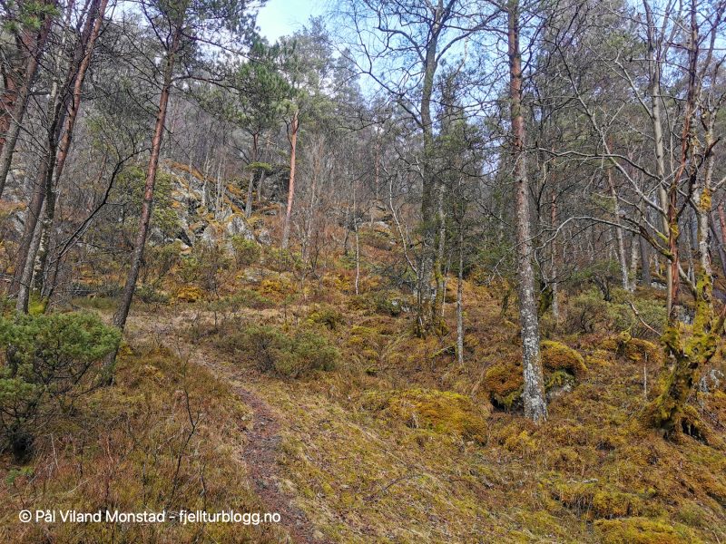 Skogsveien går over i tydelig sti.