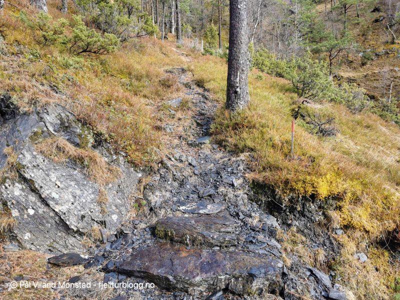 Ny sti fra skogsveien. Lett å gå forbi, og følge skogsveien for langt.