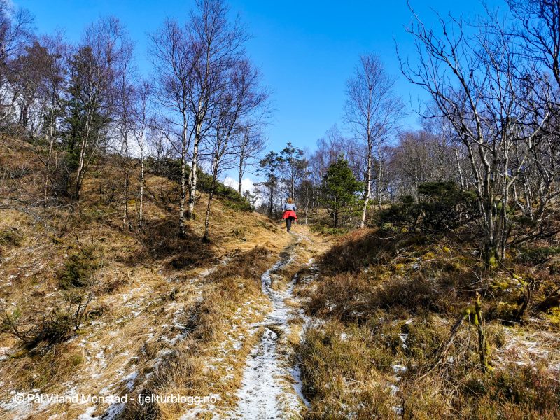 Etter hvert nysnø i terrenget. Her flater det ut og vi skal snart forlate stien ut til venstre.