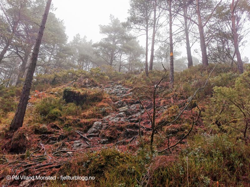 Fin skog å gå i.