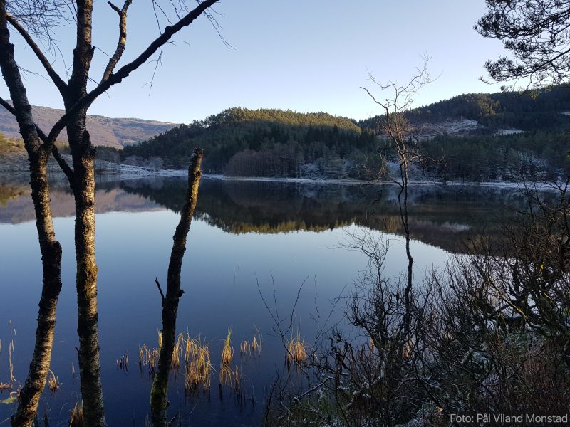 Elleflåttjørna