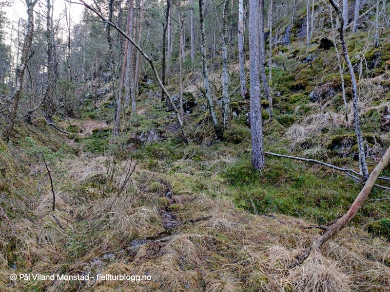 Skog, og etter hvert virkelig bratt.