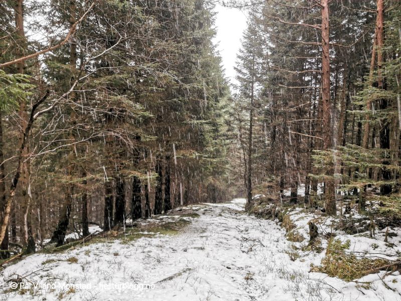 Noen heftige haglbyger på turen. Her er jeg nede på skogsveien på retur mot bilen.