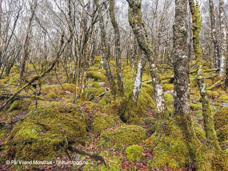 Flott skog å gå gjennom, men fin grønn moselagt skogsbunn.