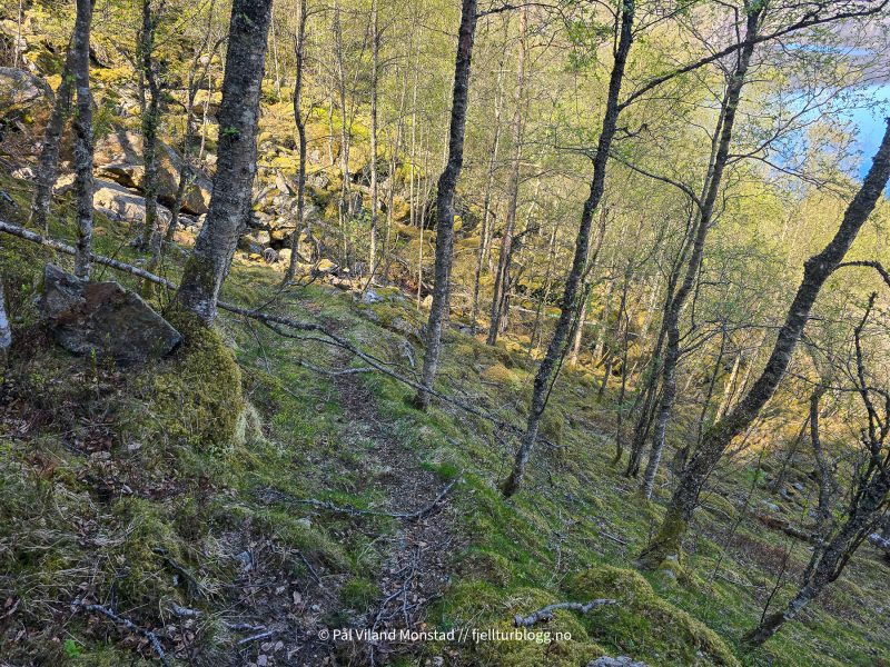 Synlig noen steder. Fin skog uten kratt.
