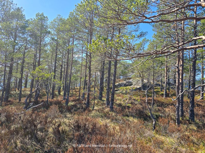 Mye skog oppover helt til toppen.