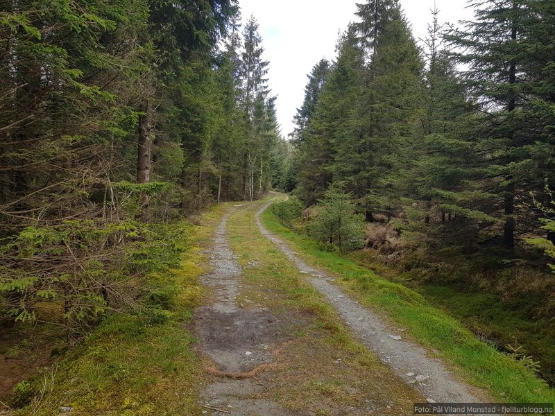 Tre kilometer på fin skogsvei.