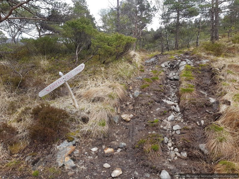Vel nede fra merket løype fra Våbrekkefjell. Skogsvei videre herfra til Vikestølen.