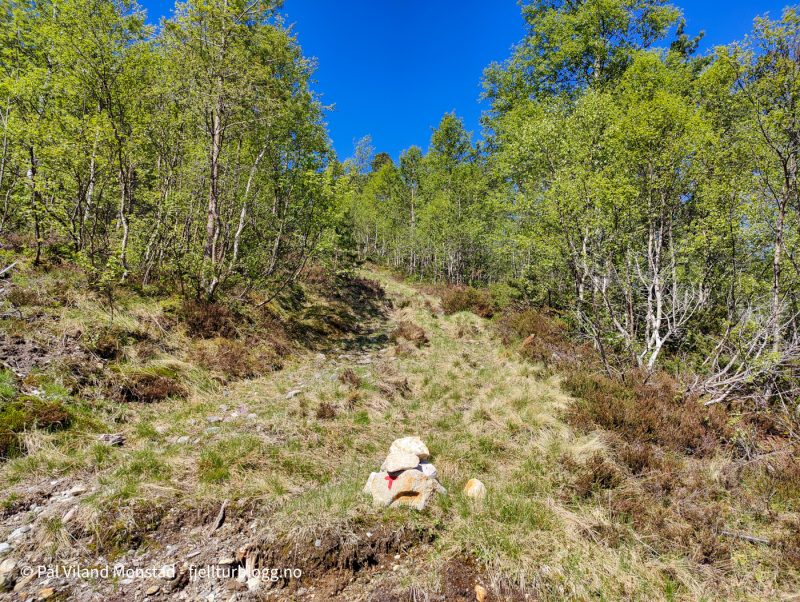 Etter en kort skogsvei tok jeg av på T-sti her.
