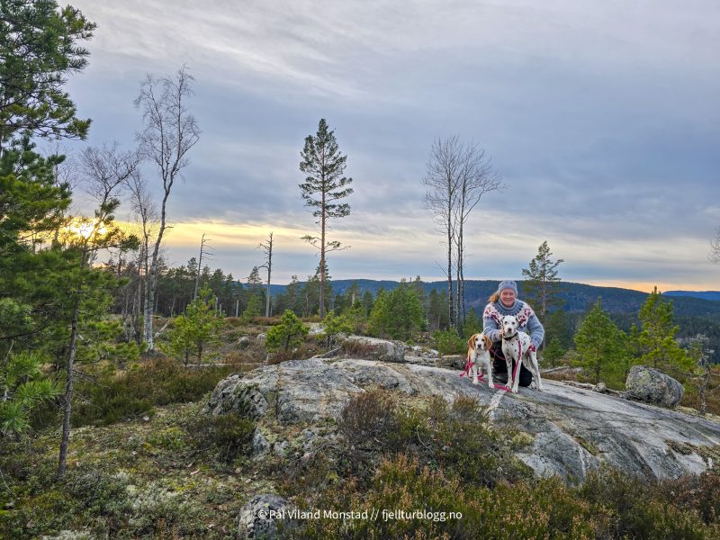 Toppen av Laksvassfjellet, 222 moh.