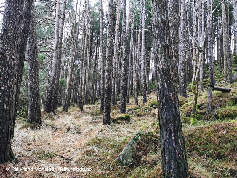 Gjennom en liten furu- og granskog.