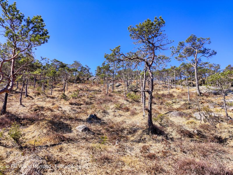 Det flatet etter hvert ut, og mindre skog.