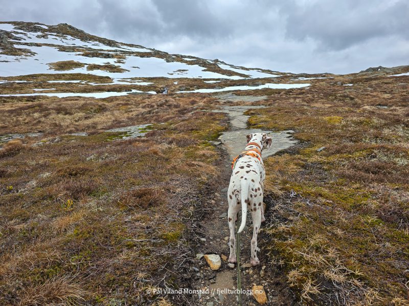 Tydelig sti i terrenget. Også merket med pinner.