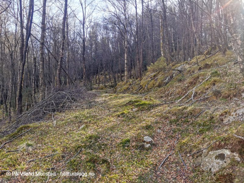Rett bak uthuset traff jeg på en skogsvei som gikk oppover lia.
