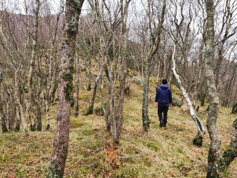 Inn i en liten skog.