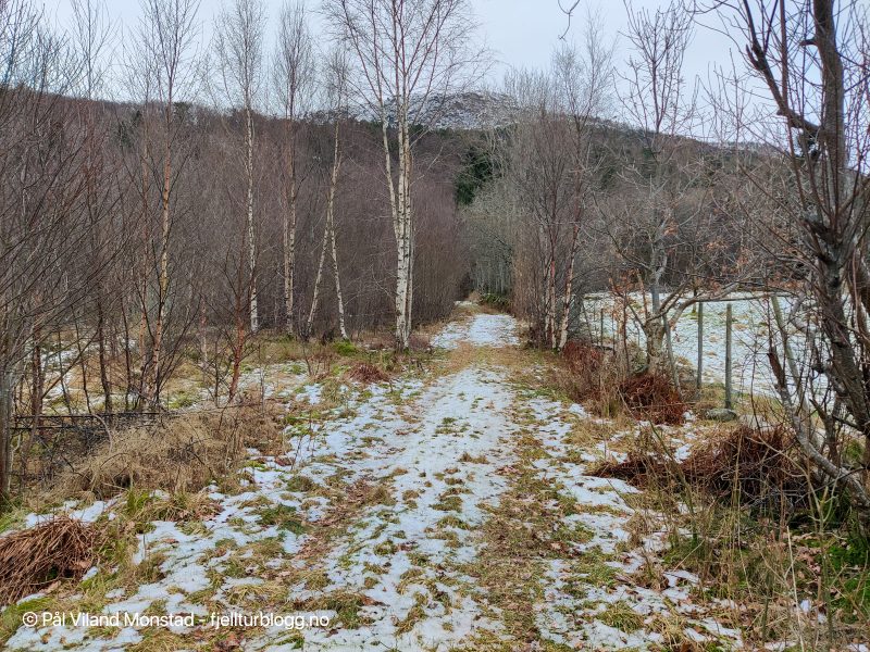 Tydelig skogsvei.