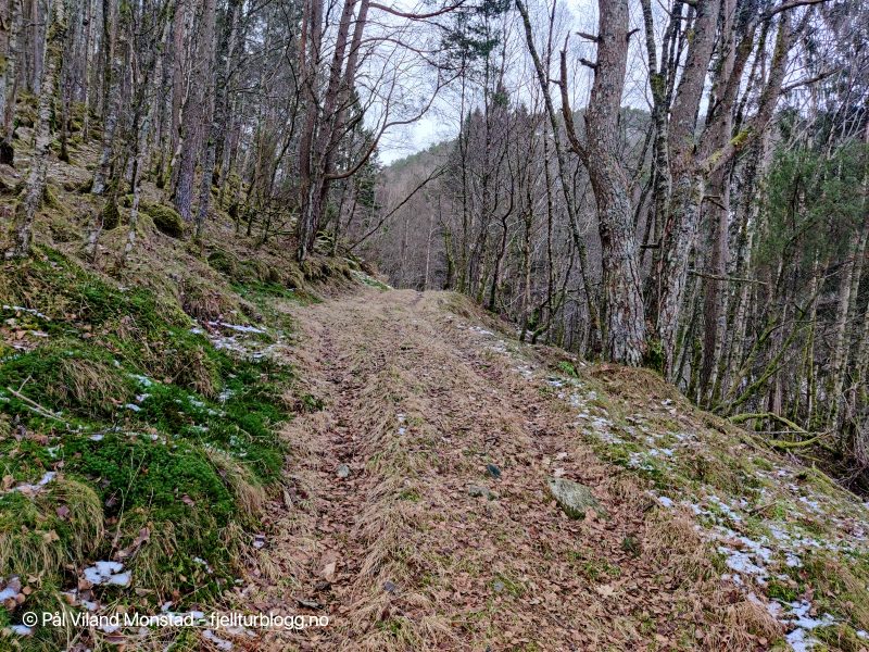Snøfritt oppover lia.