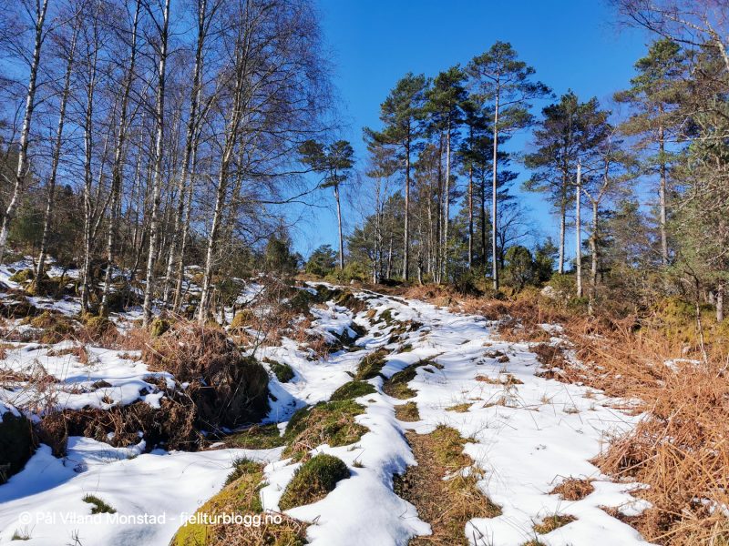En del snø oppover skogsveien. Hold til venstre i alle kryss.