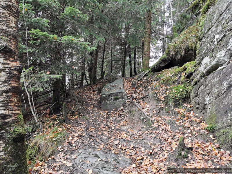 Først gjennom skog.