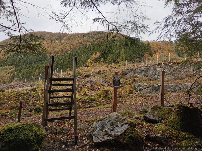 Over gjerdeklyver og videre opp skogsveien.