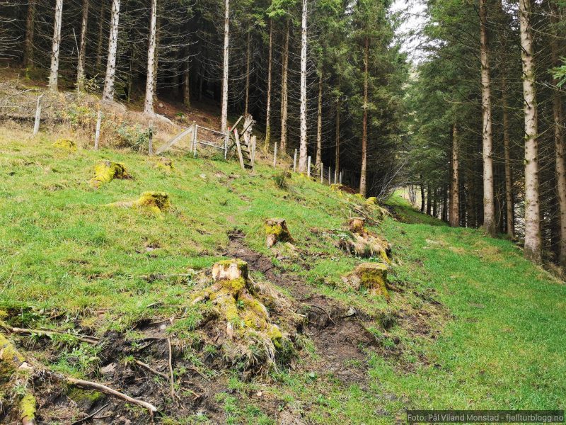 Over enda en gjerdeklyver og inn i granskogen.