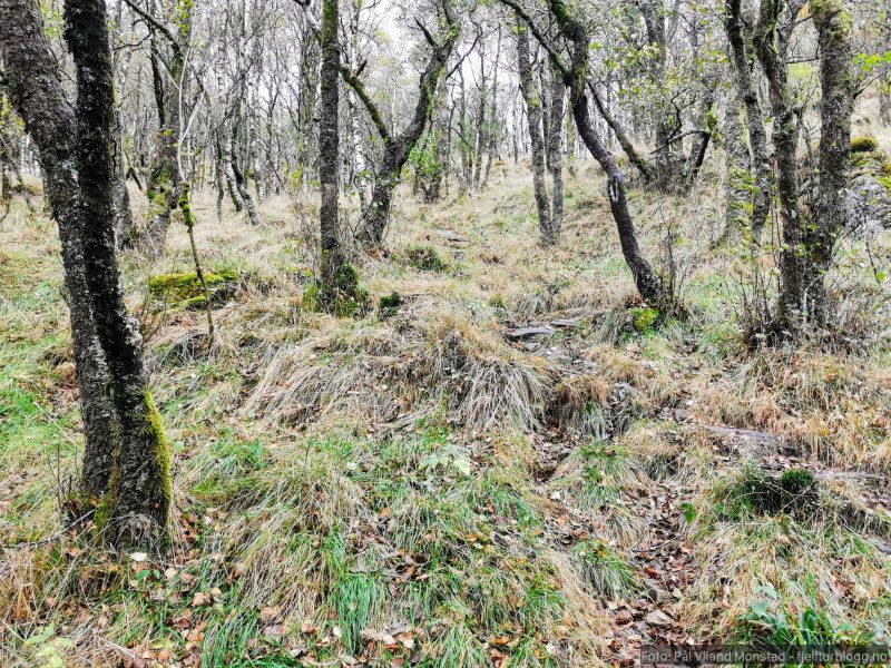Slutt på granskogen og terrenget flater noe ut i bjørkeskogen.
