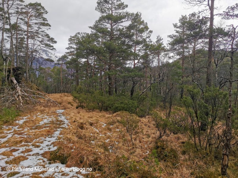 På vei til Tiuråsen, kommer jeg plutselig til en skogsvei som ikke viser på kartet. Følger den bare en kort stykke før jeg må videre ut i terrenget til siste målet for turen.