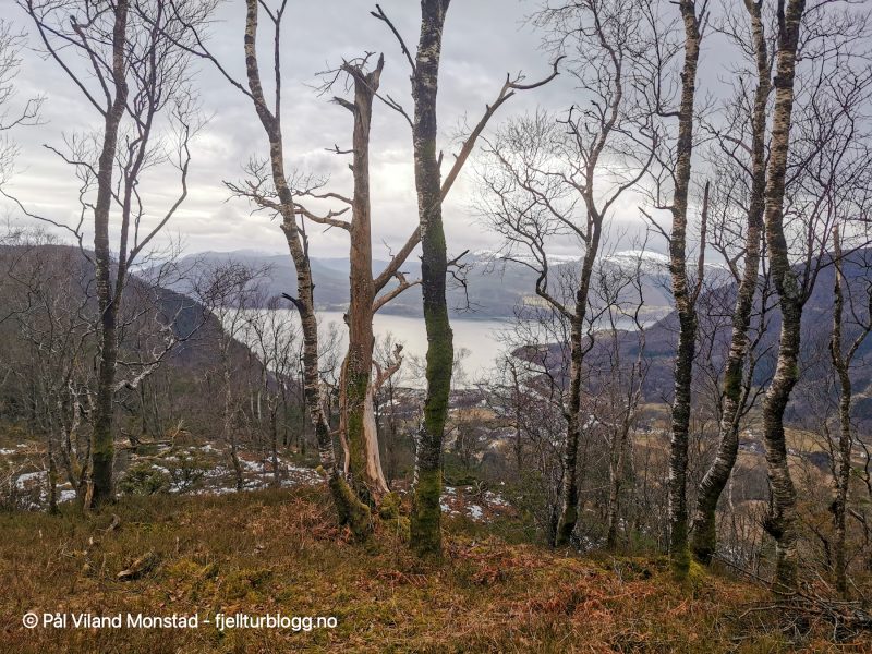 Vel oppe på Tiuråsen. Litt mye skog, men grei utsikt mot Vikedal.