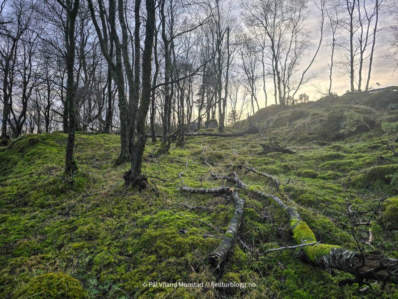 Fin skog.