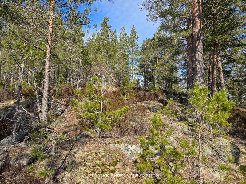 Toppen inne i skogen.
