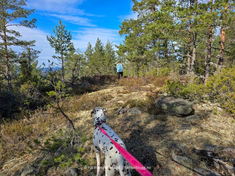 Mye fin skog på turen