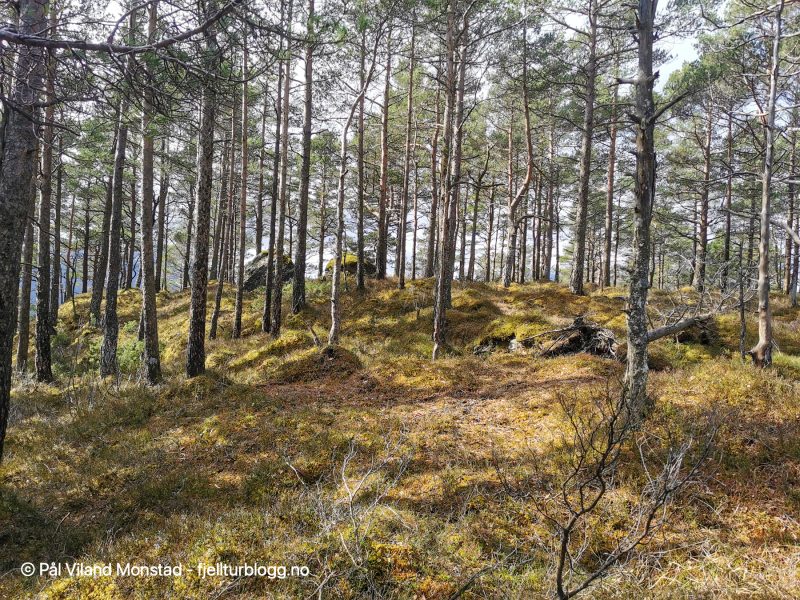 Oppe på åsen var det ganske flatt. Ingen synlig topp, så greit med GPS-koordinater.