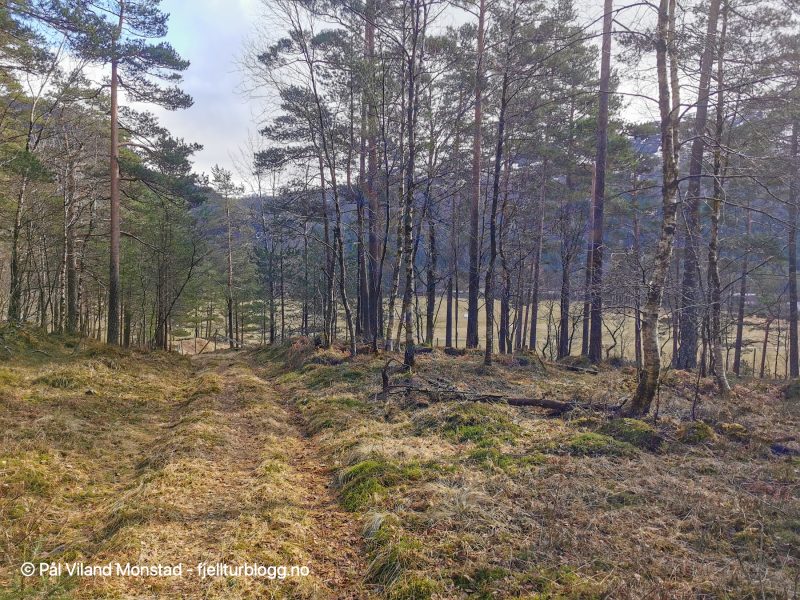 Nede på en skogsvei som førte til dyrka mark og etter hvert veien jeg kom på.