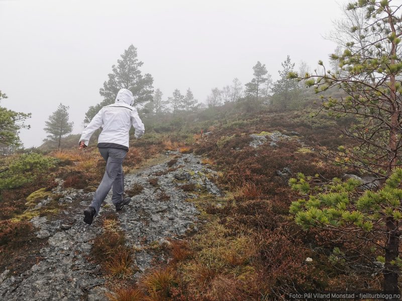 Vi nærmer oss tregrensa. Lett å gå på snaufjellet.