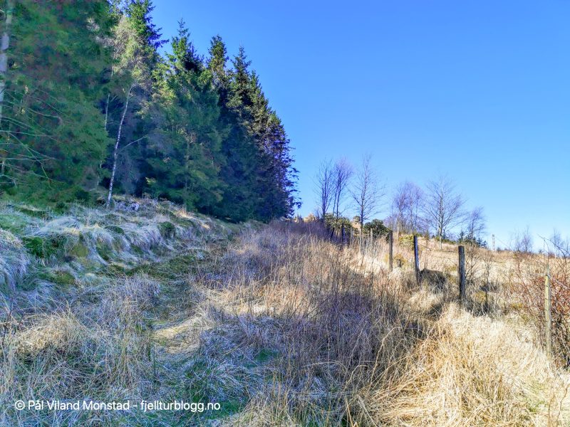 Skal opp gjennom granskogen.