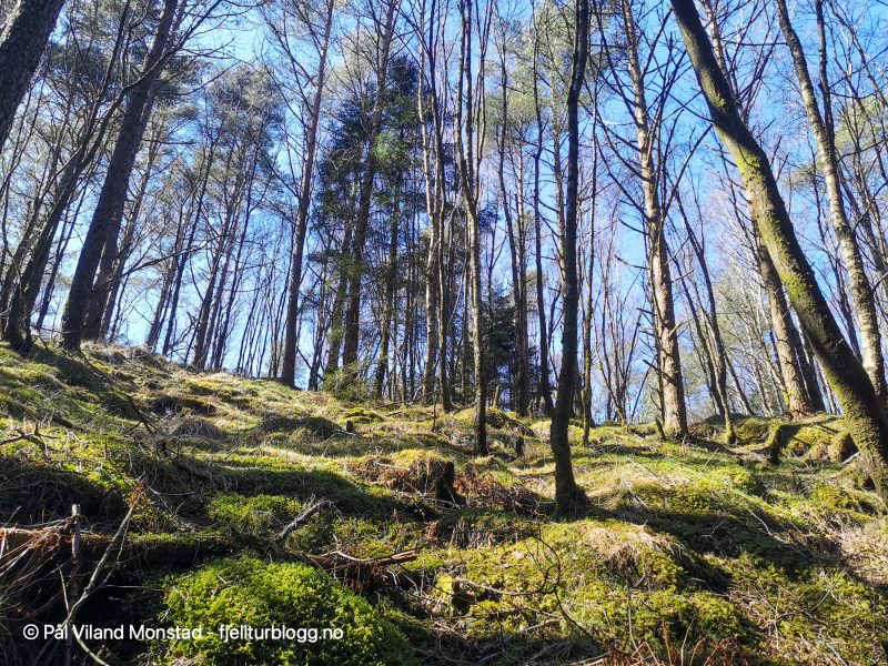 Kort tur gjennom granskogen, så åpner det seg.