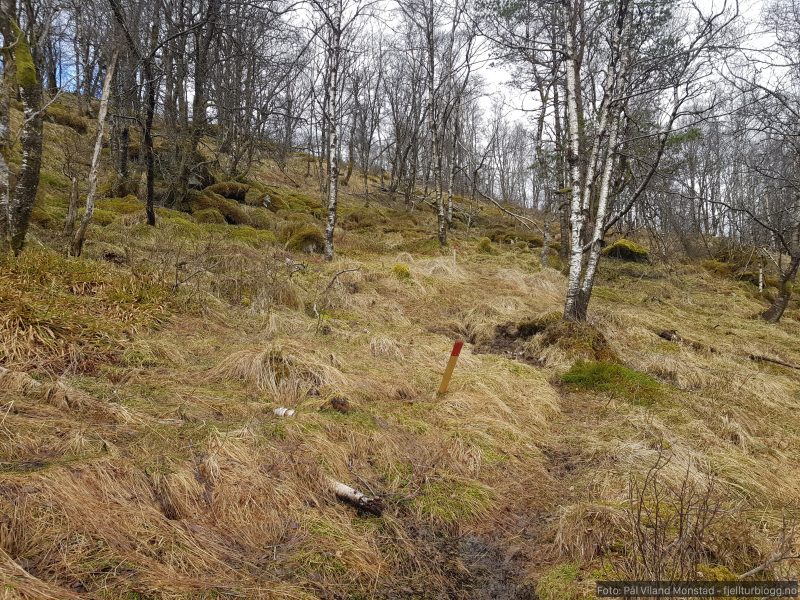 Merket sti oppover lia