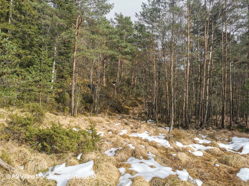 Stien fortsetter over myra og så ganske bratt opp til venstre.