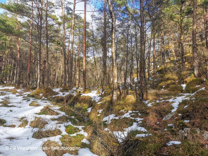 Omtrent der skogsveien dreier mot nordvest/vest tar jeg av stien for å følge ryggen bratt oppover.
