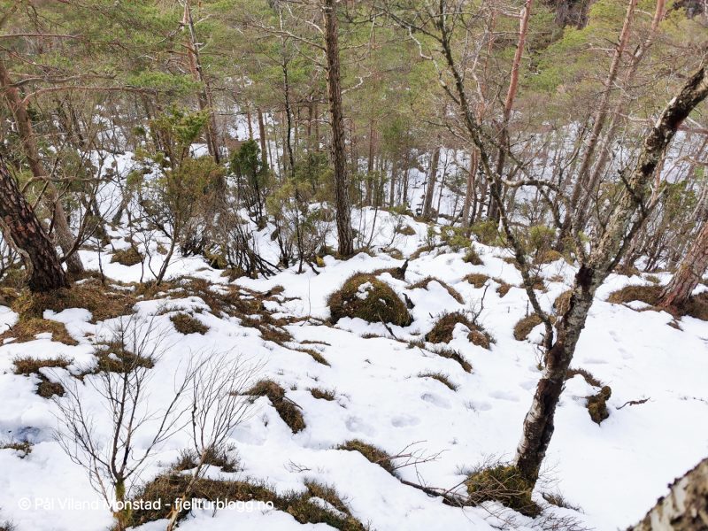 Snødekt li. Bratt. Jeg kom opp her.