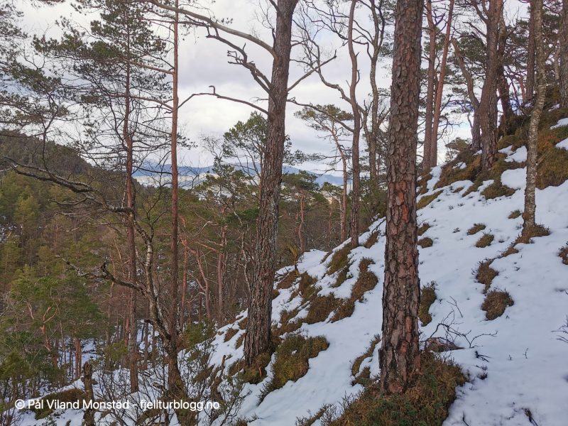 Fin skog, men bratt.
